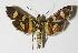  ( - 12-SRNP-87276)  @14 [ ] CreativeCommons  Attribution Non-Commercial Share-Alike (2017) Daniel H. Janzen Guanacaste Dry Forest Conservation Fund