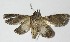  ( - 13-SRNP-20296)  @12 [ ] CreativeCommons  Attribution Non-Commercial Share-Alike (2017) Daniel H. Janzen Guanacaste Dry Forest Conservation Fund