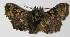  ( - 13-SRNP-40525)  @13 [ ] CreativeCommons  Attribution Non-Commercial Share-Alike (2017) Daniel H. Janzen Guanacaste Dry Forest Conservation Fund