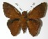  ( - 13-SRNP-40560)  @14 [ ] CreativeCommons  Attribution Non-Commercial Share-Alike (2017) Daniel H. Janzen Guanacaste Dry Forest Conservation Fund