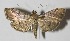  ( - 13-SRNP-533)  @11 [ ] CreativeCommons  Attribution Non-Commercial Share-Alike (2017) Daniel H. Janzen Guanacaste Dry Forest Conservation Fund