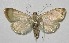  (Neohelvibotys neohelvialis - 13-SRNP-55584)  @14 [ ] CreativeCommons - Attribution Non-Commercial Share-Alike (2014) Daniel H. Janzen Guanacaste Dry Forest Conservation Fund