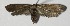  ( - 13-SRNP-635)  @13 [ ] CreativeCommons  Attribution Non-Commercial Share-Alike (2017) Daniel H. Janzen Guanacaste Dry Forest Conservation Fund