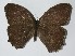  ( - 13-SRNP-65093)  @13 [ ] CreativeCommons  Attribution Non-Commercial Share-Alike (2017) Daniel H. Janzen Guanacaste Dry Forest Conservation Fund