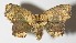  ( - 13-SRNP-69437)  @14 [ ] CreativeCommons  Attribution Non-Commercial Share-Alike (2017) Daniel H. Janzen Guanacaste Dry Forest Conservation Fund