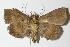  ( - 13-SRNP-70308)  @13 [ ] CreativeCommons  Attribution Non-Commercial Share-Alike (2017) Daniel H. Janzen Guanacaste Dry Forest Conservation Fund