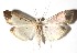  ( - 14-SRNP-44739)  @14 [ ] CreativeCommons  Attribution Non-Commercial Share-Alike (2017) Daniel H. Janzen Guanacaste Dry Forest Conservation Fund