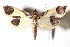  ( - 14-SRNP-46985)  @14 [ ] CreativeCommons  Attribution Non-Commercial Share-Alike (2017) Daniel H. Janzen Guanacaste Dry Forest Conservation Fund