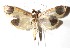  ( - 14-SRNP-46985)  @14 [ ] CreativeCommons  Attribution Non-Commercial Share-Alike (2017) Daniel H. Janzen Guanacaste Dry Forest Conservation Fund