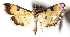  ( - 14-SRNP-5382)  @14 [ ] CreativeCommons  Attribution Non-Commercial Share-Alike (2017) Daniel H. Janzen Guanacaste Dry Forest Conservation Fund