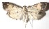  ( - 14-SRNP-67228)  @14 [ ] CreativeCommons  Attribution Non-Commercial Share-Alike (2017) Daniel H. Janzen Guanacaste Dry Forest Conservation Fund