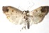  ( - 14-SRNP-67258)  @15 [ ] CreativeCommons  Attribution Non-Commercial Share-Alike (2017) Daniel H. Janzen Guanacaste Dry Forest Conservation Fund