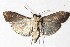  (Omiodes Janzen01 - 14-SRNP-7414)  @11 [ ] CreativeCommons  Attribution Non-Commercial Share-Alike (2017) Daniel H. Janzen Guanacaste Dry Forest Conservation Fund