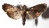  ( - 14-SRNP-77197)  @14 [ ] CreativeCommons  Attribution Non-Commercial Share-Alike (2017) Daniel H. Janzen Guanacaste Dry Forest Conservation Fund