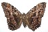  ( - 15-SRNP-102135)  @14 [ ] CreativeCommons  Attribution Non-Commercial Share-Alike (2016) Unspecified Guanacaste Dry Forest Conservation Fund