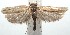  (Antaeotricha Janzen885 - 15-SRNP-102378)  @15 [ ] CreativeCommons  Attribution Non-Commercial Share-Alike (2016) Unspecified Guanacaste Dry Forest Conservation Fund