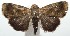  (Ponometia carmelita - 15-SRNP-102386)  @14 [ ] CreativeCommons  Attribution Non-Commercial Share-Alike (2016) Unspecified Guanacaste Dry Forest Conservation Fund