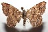  ( - 15-SRNP-102491)  @14 [ ] CreativeCommons  Attribution Non-Commercial Share-Alike (2016) Unspecified Guanacaste Dry Forest Conservation Fund
