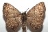 ( - 15-SRNP-102702)  @13 [ ] CreativeCommons  Attribution Non-Commercial Share-Alike (2016) Unspecified Guanacaste Dry Forest Conservation Fund