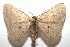  (Semaeopus BioLep458 - 15-SRNP-102705)  @14 [ ] CreativeCommons  Attribution Non-Commercial Share-Alike (2016) Unspecified Guanacaste Dry Forest Conservation Fund