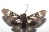  ( - 15-SRNP-102741)  @13 [ ] CreativeCommons  Attribution Non-Commercial Share-Alike (2016) Unspecified Guanacaste Dry Forest Conservation Fund