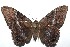  ( - 15-SRNP-102777)  @14 [ ] CreativeCommons  Attribution Non-Commercial Share-Alike (2016) Unspecified Guanacaste Dry Forest Conservation Fund