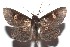  ( - 15-SRNP-102946)  @14 [ ] CreativeCommons  Attribution Non-Commercial Share-Alike (2016) Unspecified Guanacaste Dry Forest Conservation Fund