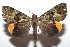  ( - 15-SRNP-102964)  @14 [ ] CreativeCommons  Attribution Non-Commercial Share-Alike (2016) Unspecified Guanacaste Dry Forest Conservation Fund