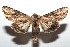  ( - 15-SRNP-102966)  @14 [ ] CreativeCommons  Attribution Non-Commercial Share-Alike (2016) Unspecified Guanacaste Dry Forest Conservation Fund