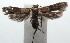 (Hypatopa cyane - 15-SRNP-103122)  @14 [ ] CreativeCommons  Attribution Non-Commercial Share-Alike (2016) Unspecified Guanacaste Dry Forest Conservation Fund