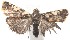  ( - 15-SRNP-103129)  @13 [ ] CreativeCommons  Attribution Non-Commercial Share-Alike (2016) Unspecified Guanacaste Dry Forest Conservation Fund