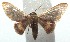  (Idaea BioLep22 - 15-SRNP-103193)  @14 [ ] CreativeCommons  Attribution Non-Commercial Share-Alike (2016) Unspecified Guanacaste Dry Forest Conservation Fund