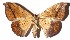  ( - 15-SRNP-1221)  @14 [ ] CreativeCommons  Attribution Non-Commercial Share-Alike (2017) Daniel H. Janzen Guanacaste Dry Forest Conservation Fund
