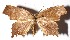  ( - 15-SRNP-1227)  @13 [ ] CreativeCommons  Attribution Non-Commercial Share-Alike (2017) Daniel H. Janzen Guanacaste Dry Forest Conservation Fund