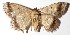  ( - 15-SRNP-1719)  @13 [ ] CreativeCommons  Attribution Non-Commercial Share-Alike (2017) Daniel H. Janzen Guanacaste Dry Forest Conservation Fund