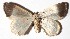  ( - 15-SRNP-30828)  @12 [ ] CreativeCommons  Attribution Non-Commercial Share-Alike (2017) Daniel H. Janzen Guanacaste Dry Forest Conservation Fund