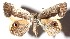  ( - 15-SRNP-30830)  @14 [ ] CreativeCommons  Attribution Non-Commercial Share-Alike (2017) Daniel H. Janzen Guanacaste Dry Forest Conservation Fund