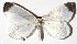  ( - 15-SRNP-31115)  @14 [ ] CreativeCommons  Attribution Non-Commercial Share-Alike (2017) Daniel H. Janzen Guanacaste Dry Forest Conservation Fund