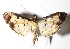  ( - 15-SRNP-34)  @14 [ ] CreativeCommons  Attribution Non-Commercial Share-Alike (2017) Daniel H. Janzen Guanacaste Dry Forest Conservation Fund