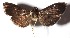  (Pilocrocis Solis20DHJ02 - 15-SRNP-45681)  @14 [ ] CreativeCommons  Attribution Non-Commercial Share-Alike (2017) Daniel H. Janzen Guanacaste Dry Forest Conservation Fund