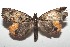  ( - 16-SRNP-100098)  @12 [ ] CreativeCommons  Attribution Non-Commercial Share-Alike (2016) Unspecified Guanacaste Dry Forest Conservation Fund