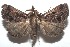  (Nicetas BioLep661 - 16-SRNP-100119)  @14 [ ] CreativeCommons  Attribution Non-Commercial Share-Alike (2016) Unspecified Guanacaste Dry Forest Conservation Fund