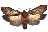  ( - 16-SRNP-100286)  @14 [ ] CreativeCommons  Attribution Non-Commercial Share-Alike (2016) Unspecified Guanacaste Dry Forest Conservation Fund