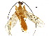  (Triraphis christerhanssoni - DHJPAR0058775)  @13 [ ] CreativeCommons - Attribution (2018) CBG Photography Group Centre for Biodiversity Genomics