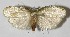  (Gonioterma latipennis - 11-SRNP-55369)  @14 [ ] CreativeCommons - Attribution Non-Commercial Share-Alike (2012) Daniel H. Janzen Guanacaste Dry Forest Conservation Fund
