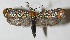  (Atteva pustulella - 11-SRNP-20791)  @15 [ ] CreativeCommons - Attribution Non-Commercial Share-Alike (2012) Daniel H. Janzen Guanacaste Dry Forest Conservation Fund
