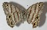  (Euptychia westwoodiDHJ01 - 11-SRNP-72462)  @14 [ ] CreativeCommons - Attribution Non-Commercial Share-Alike (2012) Daniel H. Janzen Guanacaste Dry Forest Conservation Fund