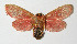  (Phobetron cypris - 11-SRNP-14615)  @13 [ ] CreativeCommons - Attribution Non-Commercial Share-Alike (2014) Daniel H. Janzen Guanacaste Dry Forest Conservation Fund