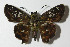  ( - 11-SRNP-22470)  @13 [ ] CreativeCommons - Attribution Non-Commercial Share-Alike (2014) Daniel H. Janzen Guanacaste Dry Forest Conservation Fund