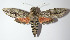  ( - 12-SRNP-22149)  @14 [ ] CreativeCommons - Attribution Non-Commercial Share-Alike (2014) Daniel H. Janzen Guanacaste Dry Forest Conservation Fund